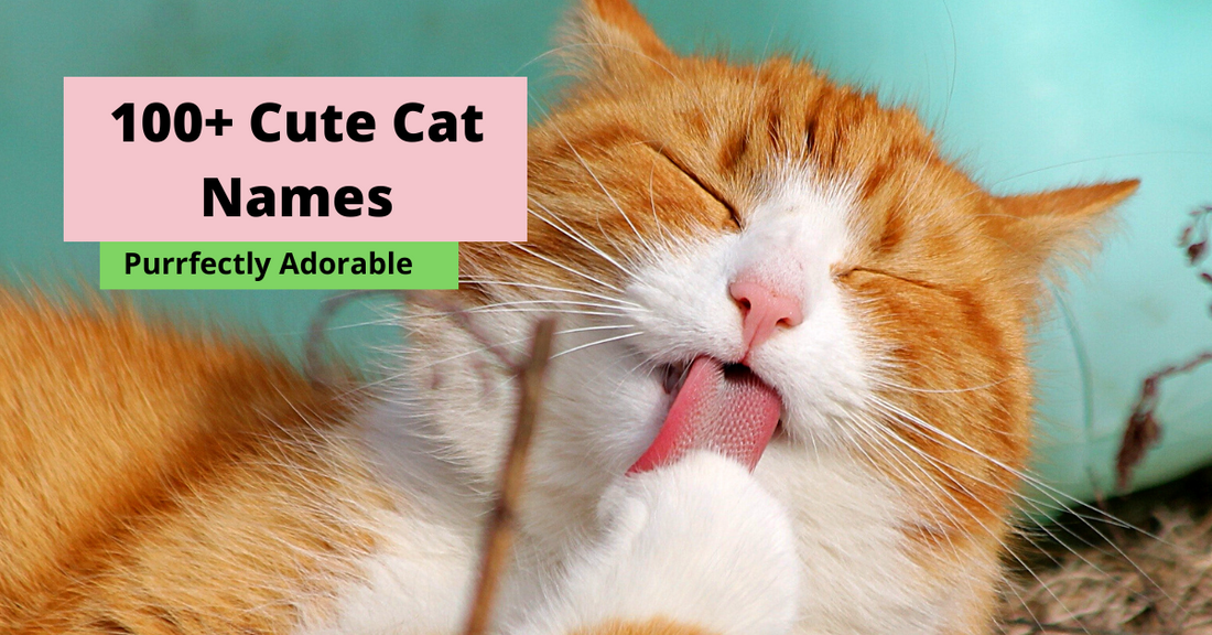 Names for Cats | 100+ Cat Names | Cute Cat Names 2023