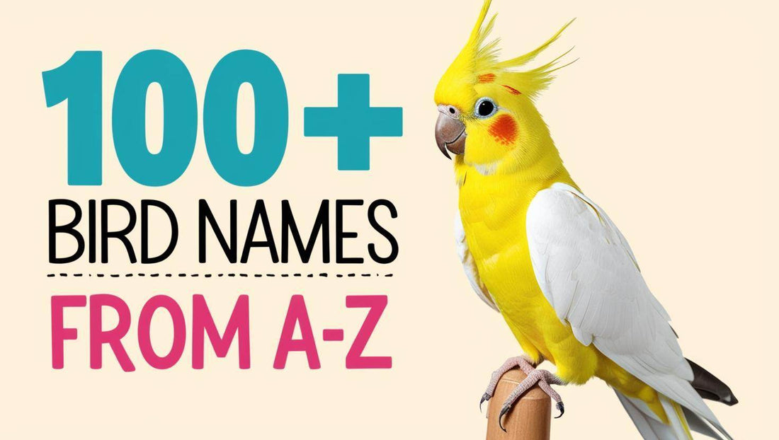 109+ Bird Names: Parrots, Cockatiels & Unique Pet Bird Names with Cool Meanings (A-Z) - Goodlifebean