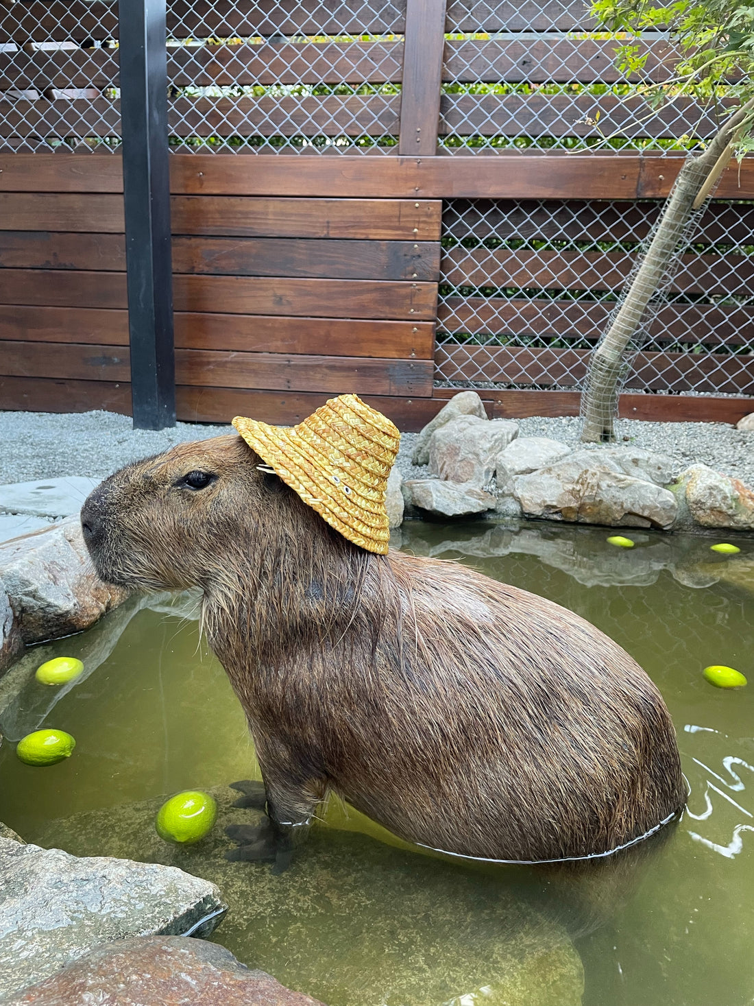 Ten Interesting Facts About The Capybara, The World's Largest Rodent