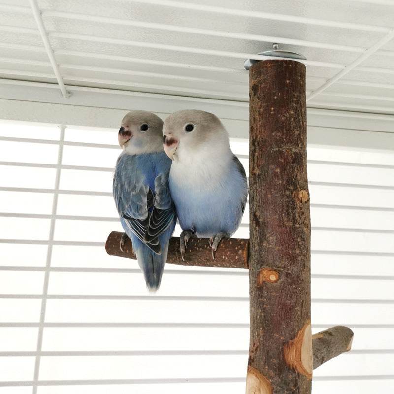 Perch & Play: Parrot Wood Stand | Parakeet Playland.