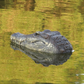 Shop Crocadillo: Remote Control Crocodile Boat - Goodlifebean Giant Plushies